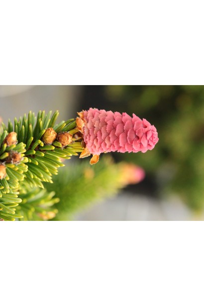 Ялина європейська Медуза - хвоя та шишки